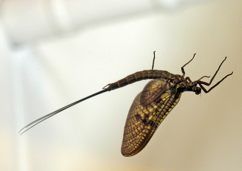 Ephemeroptera from Bath GB